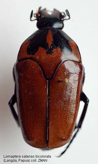 Lomaptera Papua Insects Foundation ColeopteraScarabaeidae