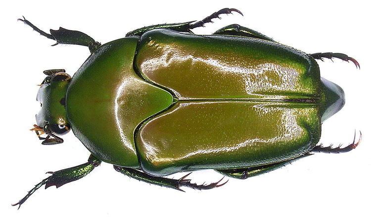 Lomaptera Lomaptera Wikipedia