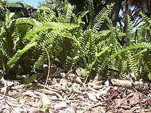 Lomariopsidaceae httpsuploadwikimediaorgwikipediacommonsthu