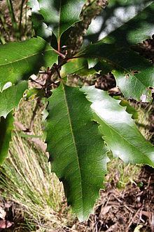 Lomatia arborescens httpsuploadwikimediaorgwikipediacommonsthu