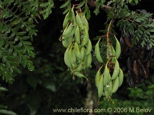 Lomatia ferruginea Description and images of Lomatia ferruginea Fuinque Palmilla a