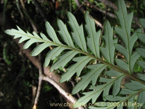 Lomatia ferruginea Description and images of Lomatia ferruginea Fuinque Palmilla a