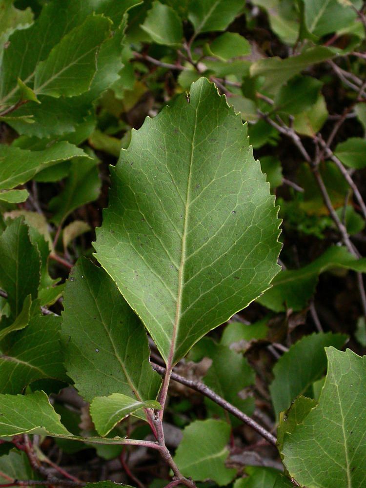 Lomatia hirsuta Lomatia hirsuta Proteaceae image 19212 at PhytoImagessiuedu