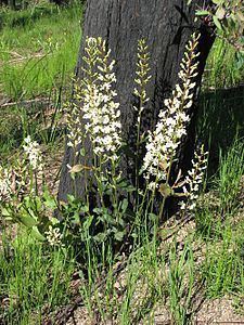 Lomatia ilicifolia httpsuploadwikimediaorgwikipediacommonsthu