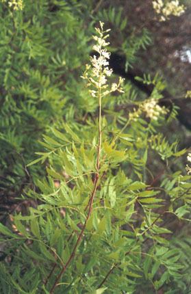 Lomatia silaifolia Crinkle bush Lomatia silaifolia Department of Environment and