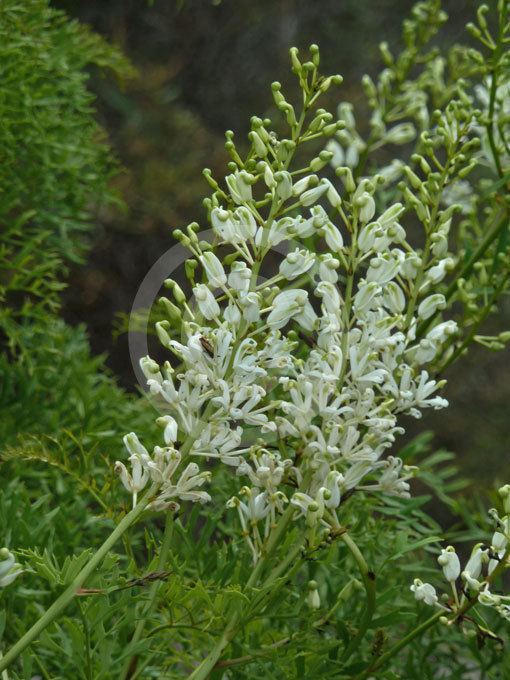 Lomatia silaifolia Lomatia silaifolia Crinkle Bush Parsley Bush Wild Parsley