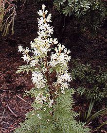 Lomatia silaifolia httpsuploadwikimediaorgwikipediacommonsthu