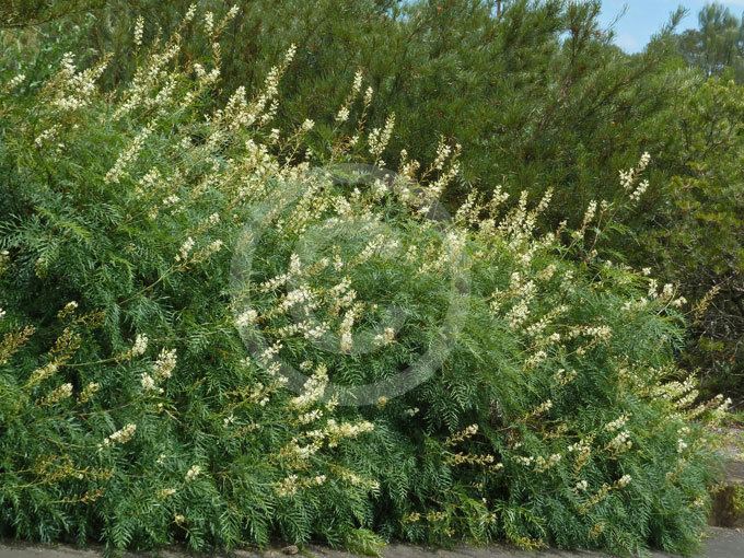 Lomatia silaifolia Lomatia silaifolia Crinkle Bush Parsley Bush Wild Parsley