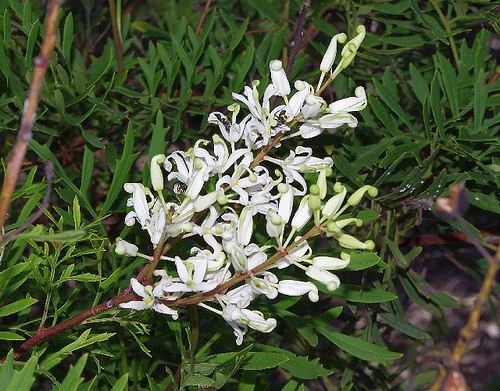 Lomatia silaifolia Crinkle Bush Lomatia silaifolia iNaturalistorg