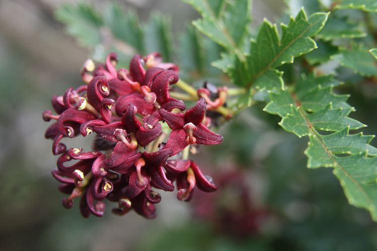 Lomatia tasmanica Images of Lomatia tasmanica Images of Lomatia tasmanica a Flickr