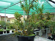 Lomatia tasmanica httpsuploadwikimediaorgwikipediacommonsthu