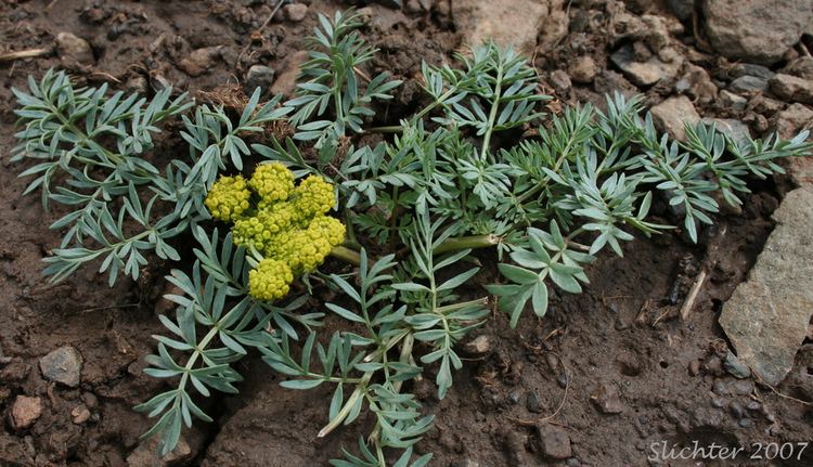 Lomatium Cous Biscuitroot Cousroot Desert Parsley Lomatium cous Synonyms