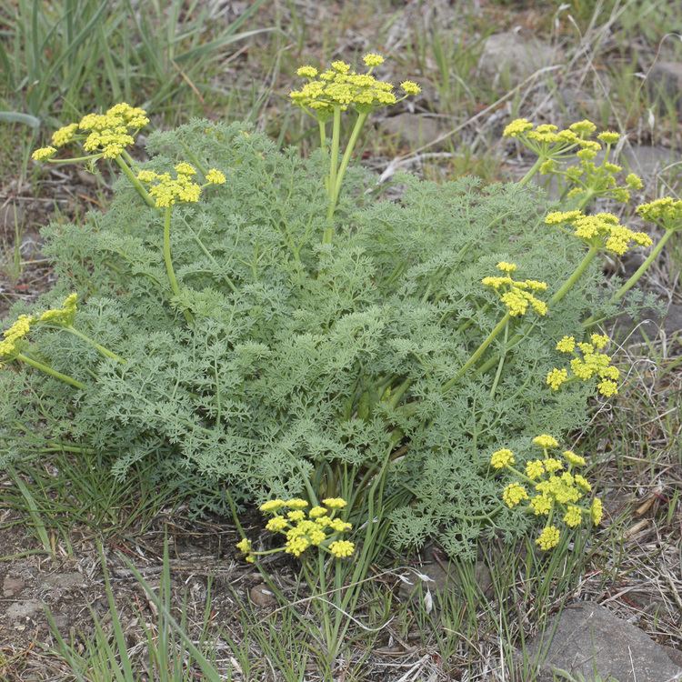 Lomatium Lomatium Lomatium dissectum Village Herbals