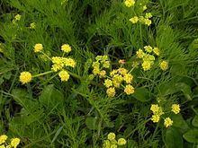 Lomatium bradshawii httpsuploadwikimediaorgwikipediacommonsthu