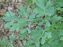 Lomatium californicum httpsuploadwikimediaorgwikipediacommonsthu