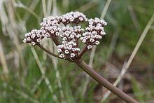 Lomatium canbyi httpsuploadwikimediaorgwikipediacommonsthu
