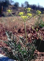 Lomatium congdonii httpsuploadwikimediaorgwikipediacommonsff
