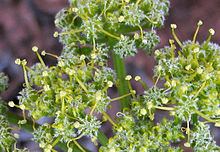 Lomatium dasycarpum httpsuploadwikimediaorgwikipediacommonsthu
