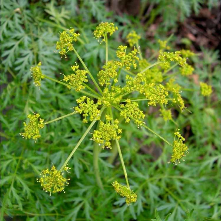 Lomatium dissectum - Alchetron, The Free Social Encyclopedia