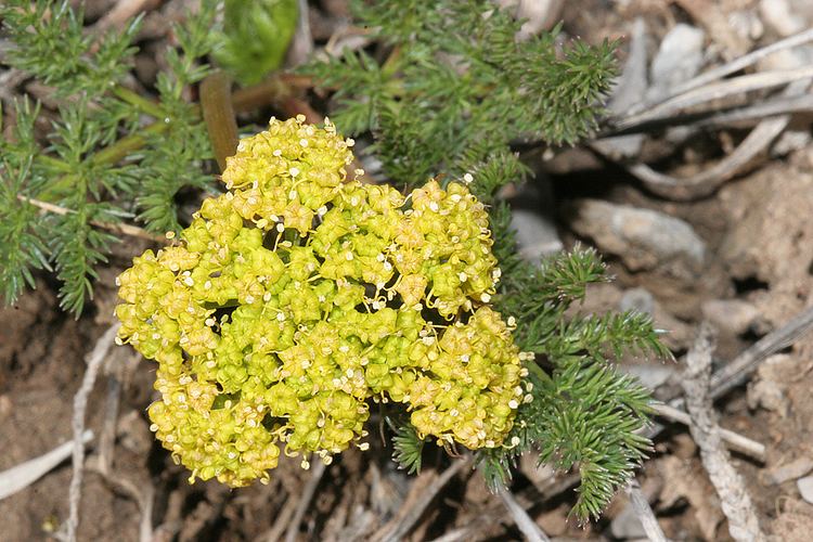 Lomatium grayi Wild Utah plant flower photos Gray39s Biscuitroot Family