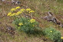 Lomatium grayi httpsuploadwikimediaorgwikipediacommonsthu