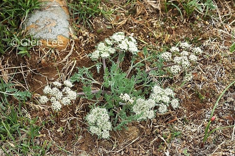 Lomatium macrocarpum Lomatium macrocarpum photos Saskatchewan Wildflowers