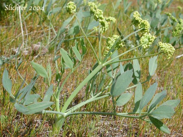 Lomatium nudicaule Barestem Desert Parsley Barestem Biscuitroot Indianconsumption