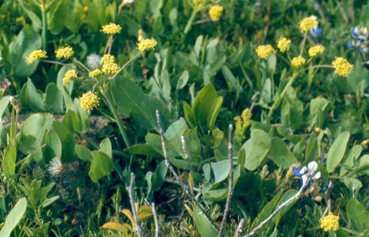 Lomatium nudicaule GOERT for Gardeners amp Restoration Practitioners Propagation
