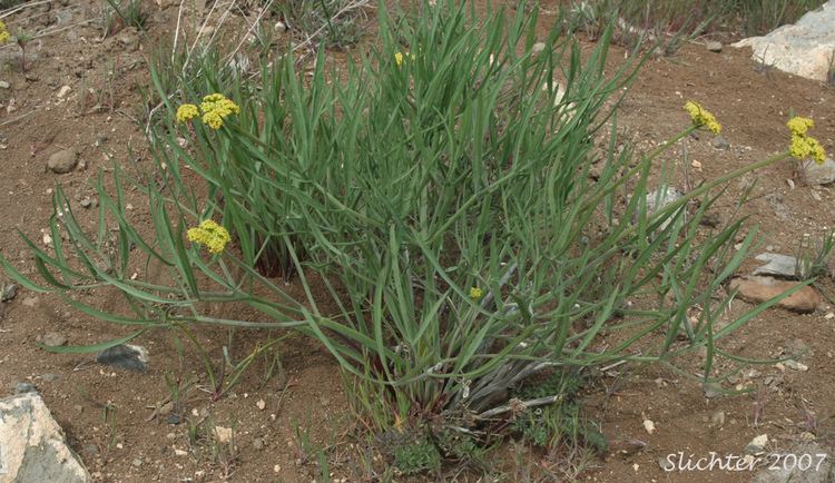 Lomatium triternatum Nineleaf Biscuitroot Nineleaf Desert Parsley Nineleaf Lomatium
