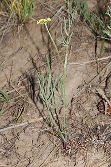 Lomatium triternatum httpsuploadwikimediaorgwikipediacommonsthu