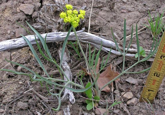 Lomatium triternatum Southwest Colorado Wildflowers Lomatium triternatum