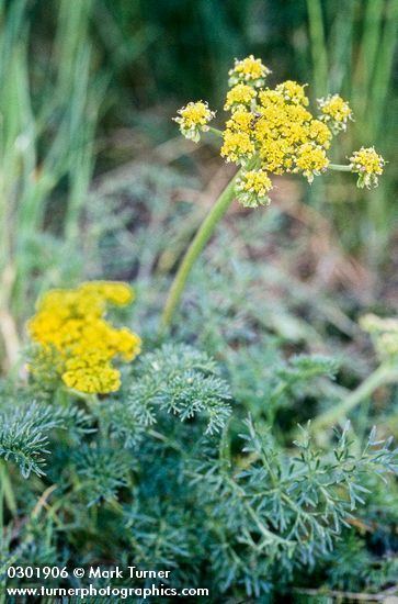Lomatium utriculatum Lomatium utriculatum fineleaf desert parsley Wildflowers of the