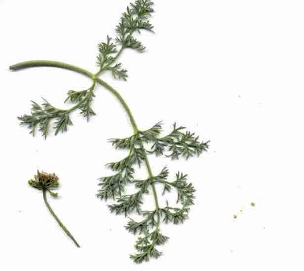 Lomatium utriculatum Lomatium utriculatum Common Lomatium