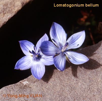 Lomatogonium gentianrutgerseduimagesLomabellum20YMYuanjpg