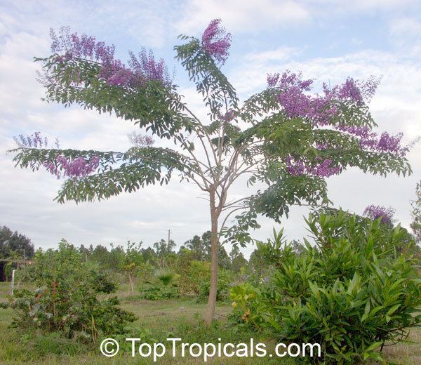 Lonchocarpus Lonchocarpus violaceus Lilac Tree Dotted Lancepod Chaperno