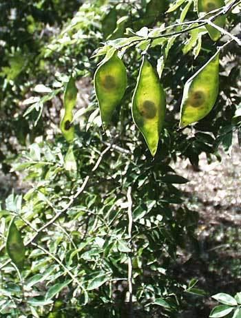 Lonchocarpus LONCHOCARPUS VIOLACEUS