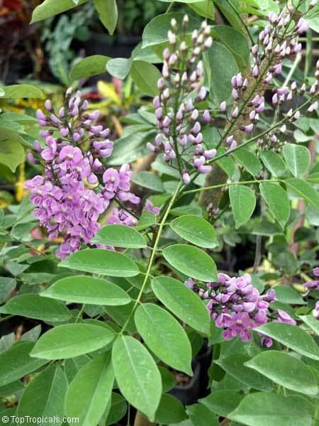 Lonchocarpus Lonchocarpus violaceus Lilac Tree Dotted Lancepod Chaperno