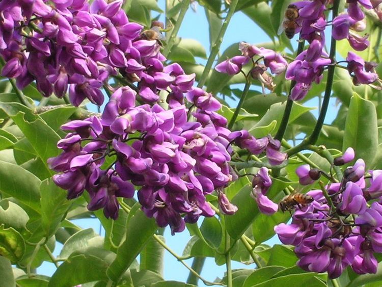 Lonchocarpus Lonchocarpus violaceus Lilac Tree3 Richard Lyons Nursery Inc