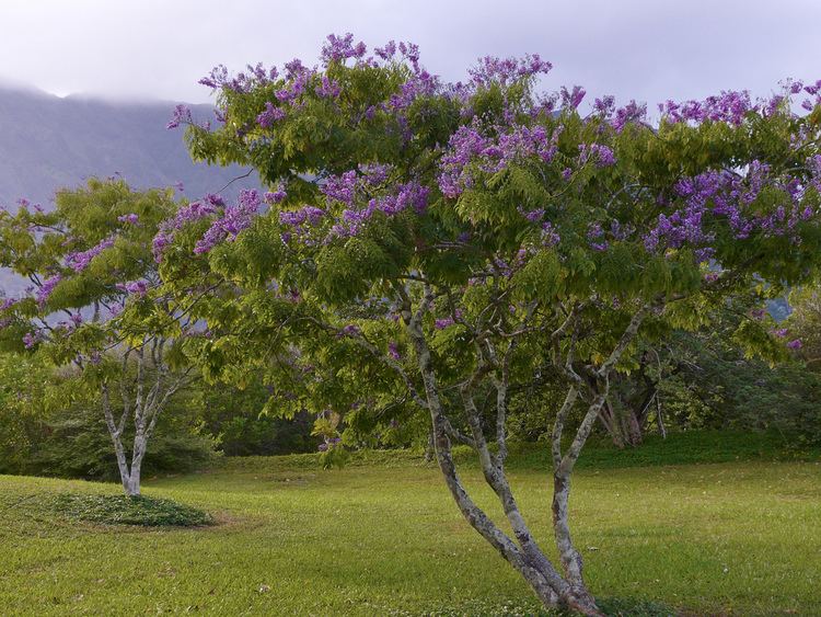 Lonchocarpus Lonchocarpus violaceus Carl Lewis Flickr