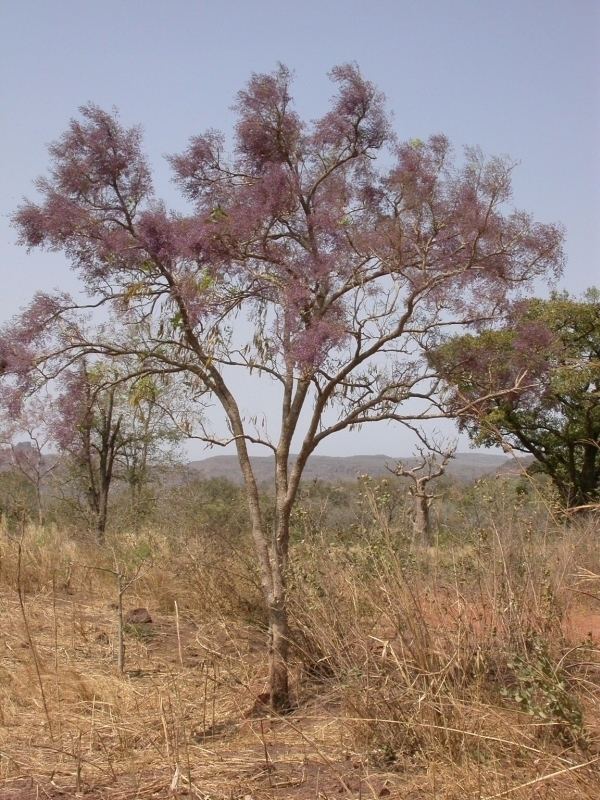 Lonchocarpus laxiflorus wwwwestafricanplantssenckenbergdeimagespictur
