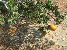Lonchocarpus urucu httpsuploadwikimediaorgwikipediacommonsthu