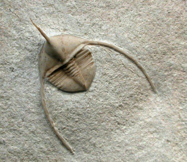 Lonchodomas Lonchodomas volborthi Russian Trilobite