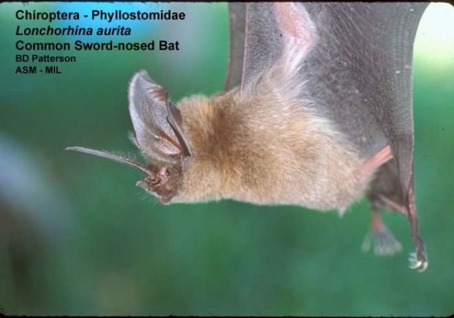 Lonchorhina Lonchorhina aurita Tomes39s swordnosed bat