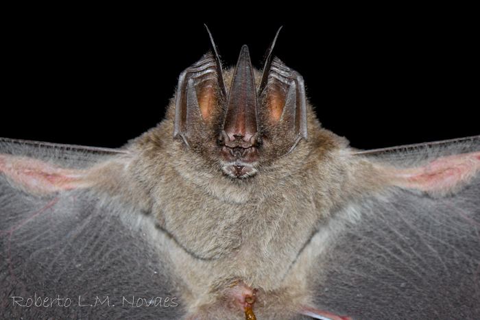 Lonchorhina Morcegos do Brasil Lonchorhina aurita