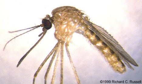 London Underground mosquito Life Thrives in Strange Places 14 Urban Ecosystems WebEcoist