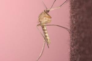 London Underground mosquito London Underground mosquito invaded Australia in the Second World
