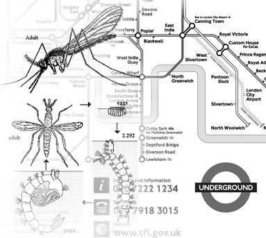 London Underground mosquito Mosquitoes Harmless Nuisance or Threat in the UK EVAQ8 blog