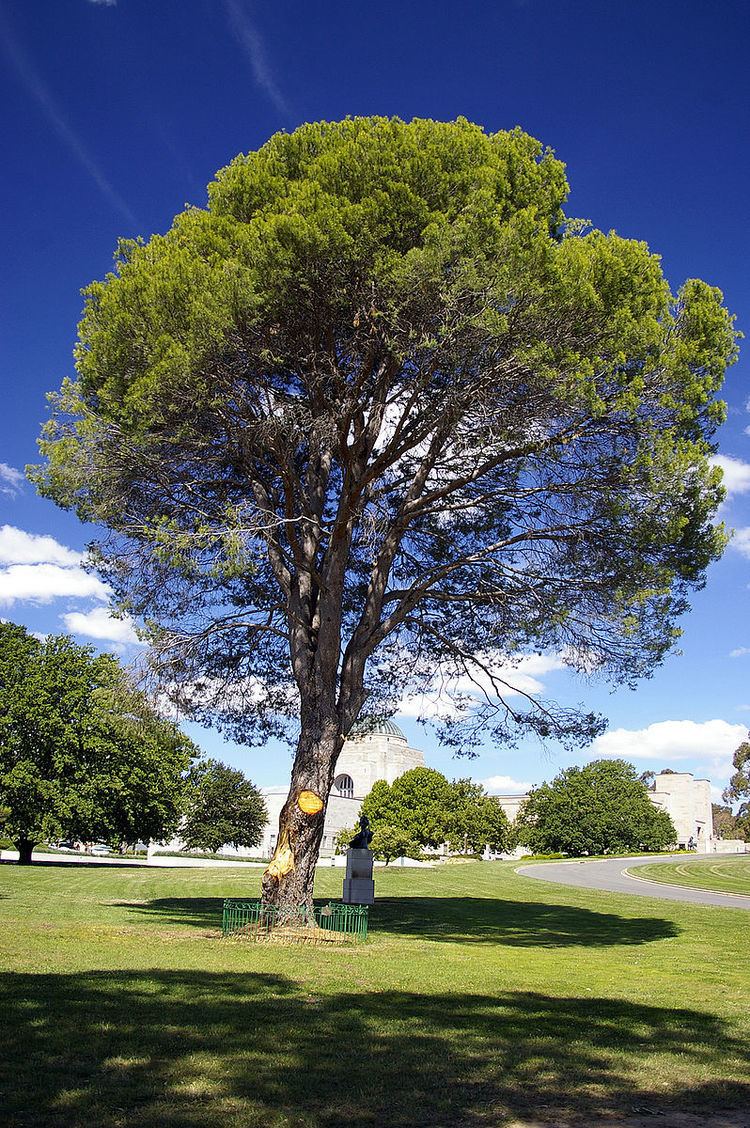 Lone Pine (tree)