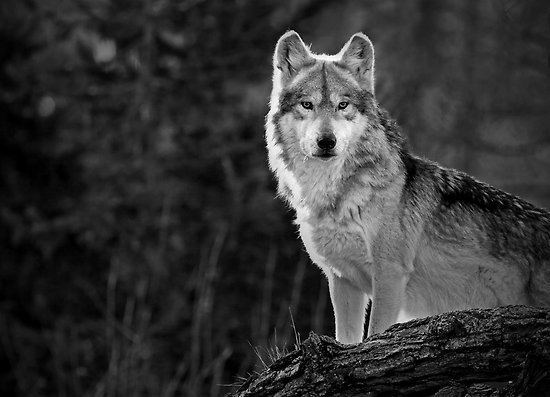 Lone wolf (trait) jamestaylormewpcontentuploads201503lonewolfjpg