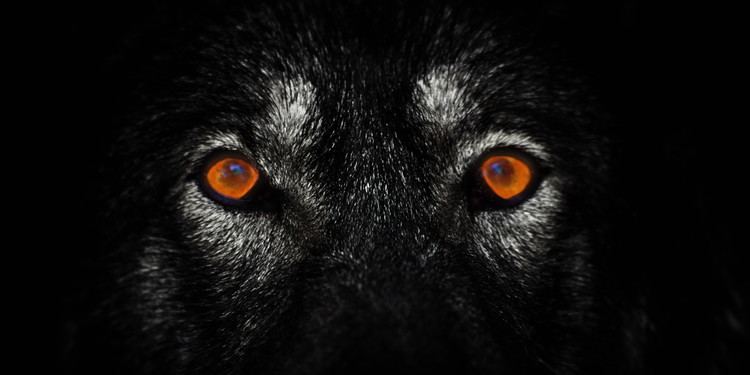 Lone wolf (trait) The LoneWolf Terror Trap The Huffington Post